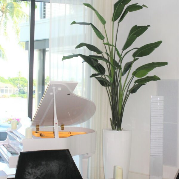 Xl Dax Pflanzgefäß im 9 Ft Paradiesvogelblume