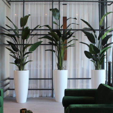 Xl Dax Pflanzgefäß im 9 Ft Paradiesvogelblume