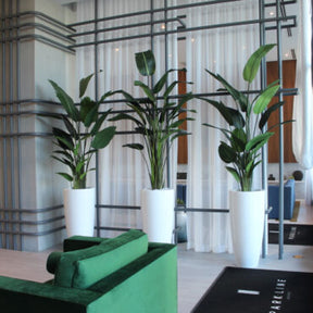 Xl Dax Pflanzgefäß im 9 Ft Paradiesvogelblume