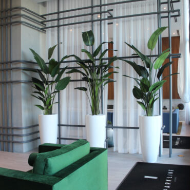 Xl Dax Pflanzgefäß im 9 Ft Paradiesvogelblume