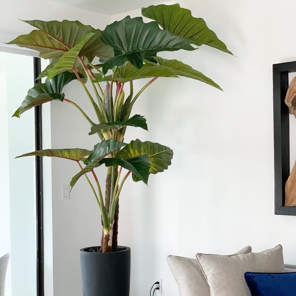 Ashton Pflanzgefäß In Schwarz im Rot Prince Alocasia