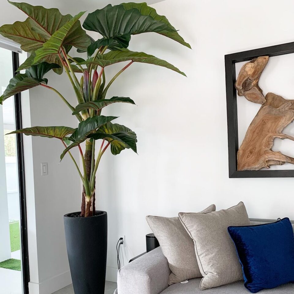 Ashton Pflanzgefäß In Schwarz im Rot Prince Alocasia