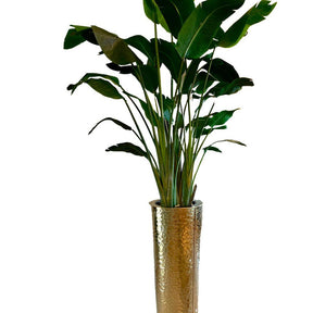 Paradiesvogelblume im Gold Hammered Pflanzgefäß