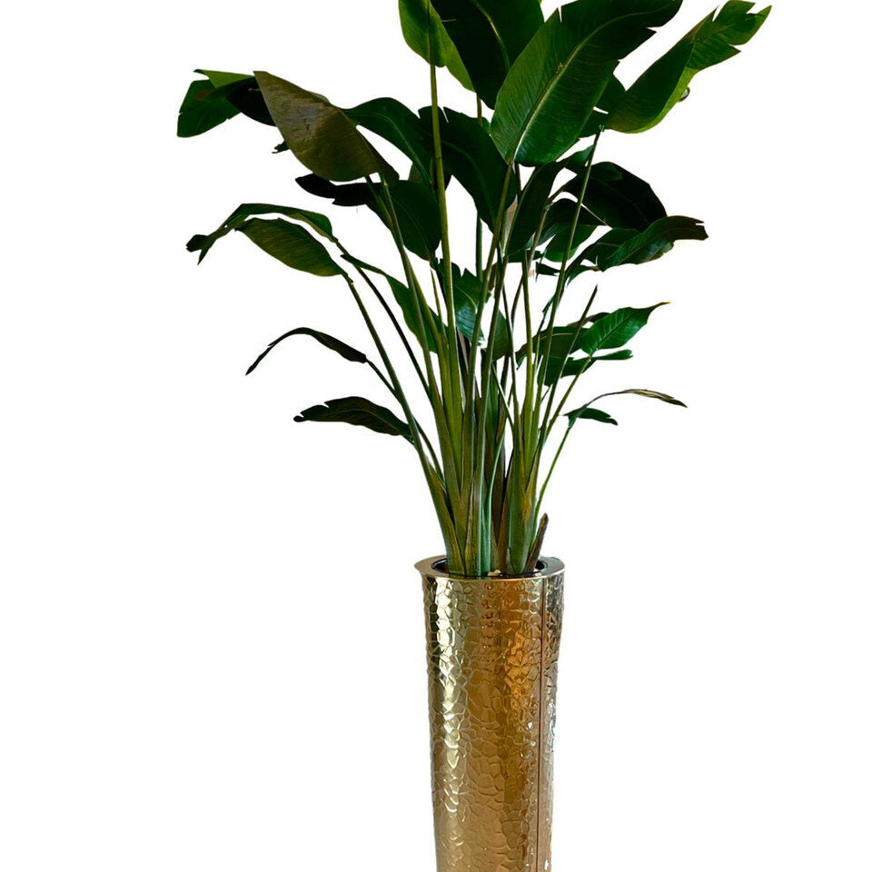 Paradiesvogelblume im Gold Hammered Pflanzgefäß