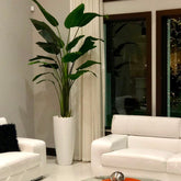 Groß Dax Pflanzgefäß In Glänzend Weiß im 9 Ft Paradiesvogelblume