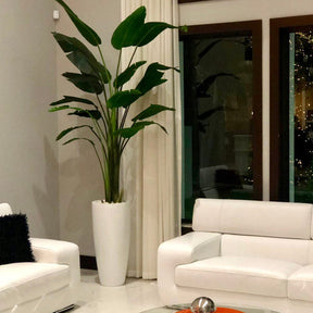 Groß Dax Pflanzgefäß In Glänzend Weiß im 9 Ft Paradiesvogelblume