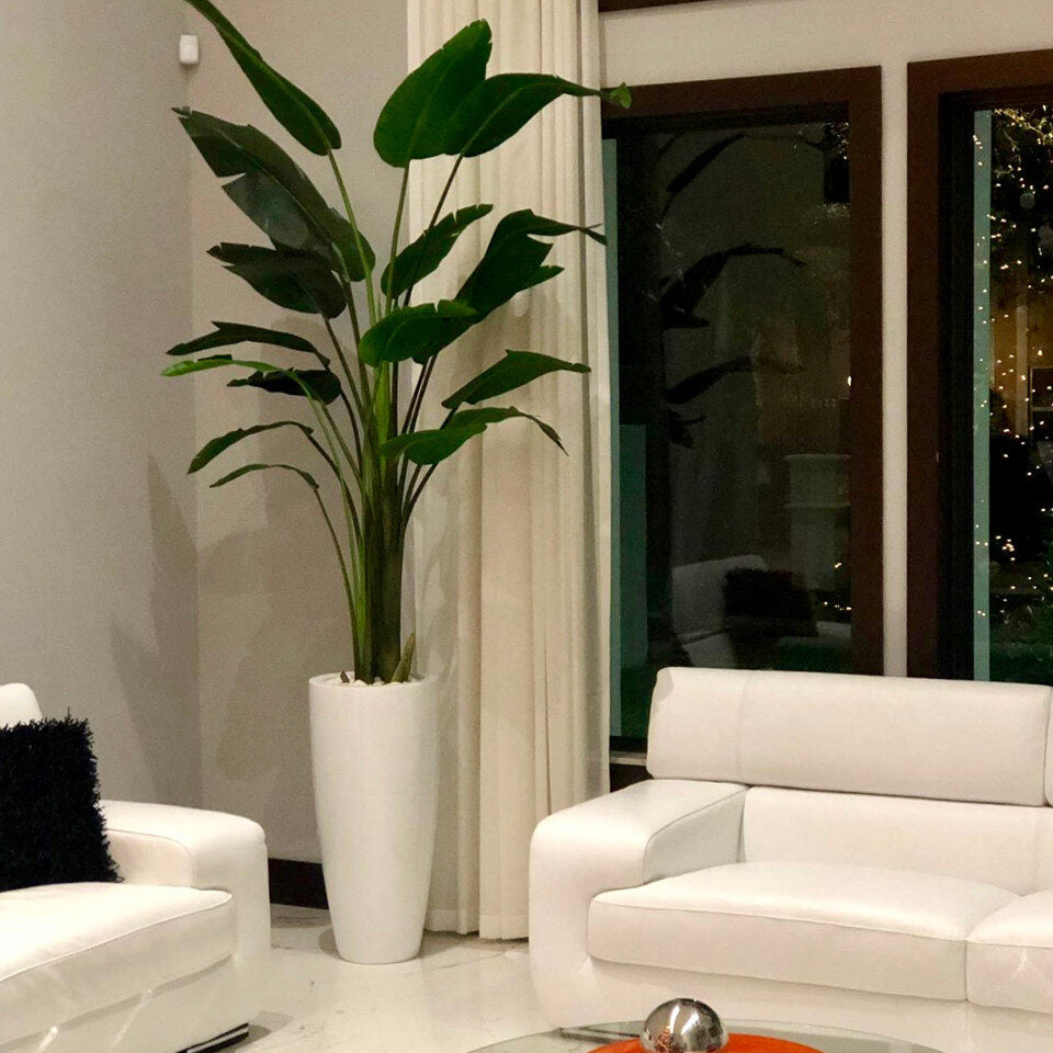 Groß Dax Pflanzgefäß In Glänzend Weiß im 9 Ft Paradiesvogelblume